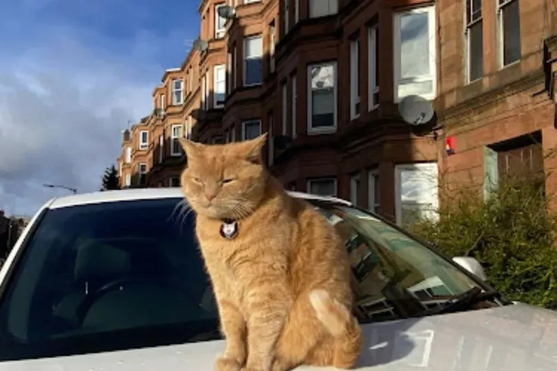 Cute cat being looked after in the West End of Glasgow